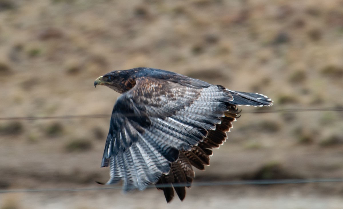 Black-chested Buzzard-Eagle - Santiago Imberti