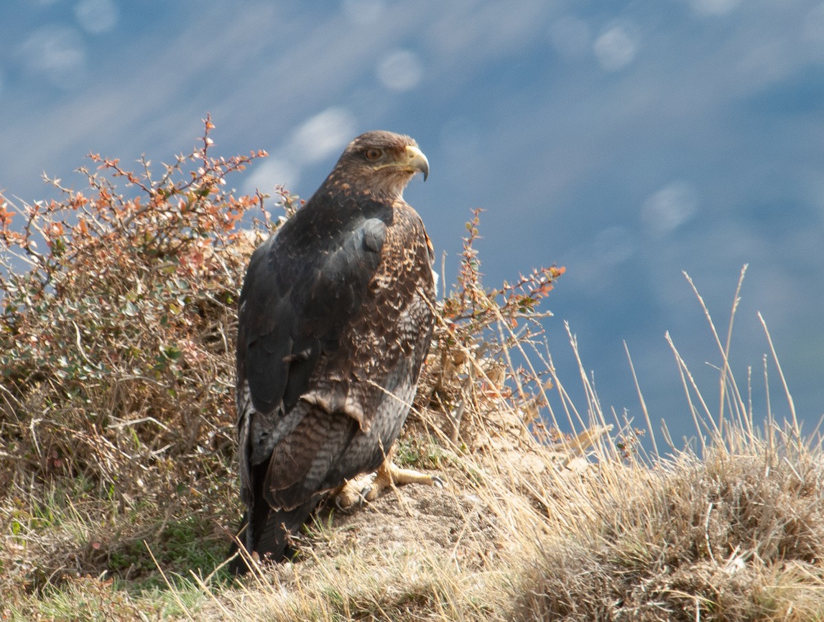 Black-chested Buzzard-Eagle - ML226836651