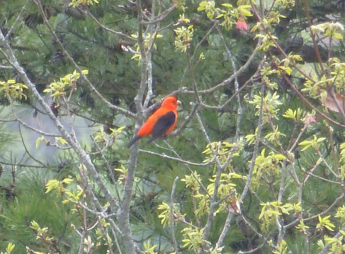 Scarlet Tanager - ML226836721