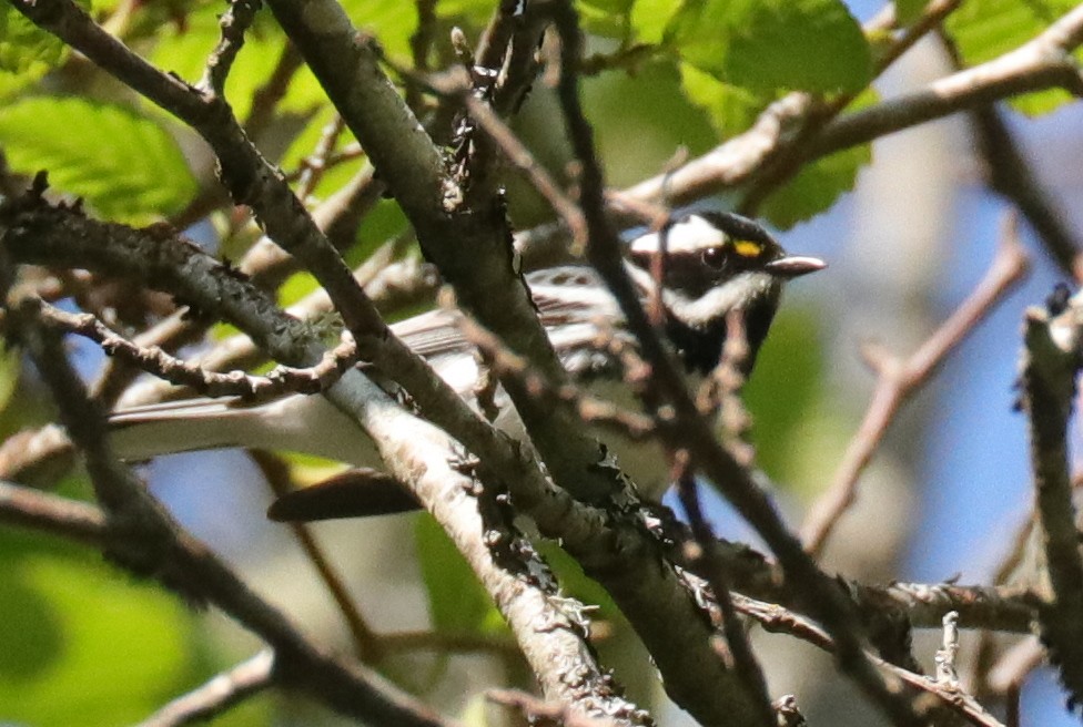 Black-throated Gray Warbler - ML226838381