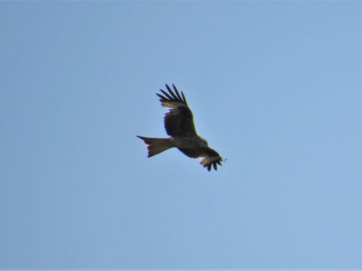 Red Kite - ML226838711