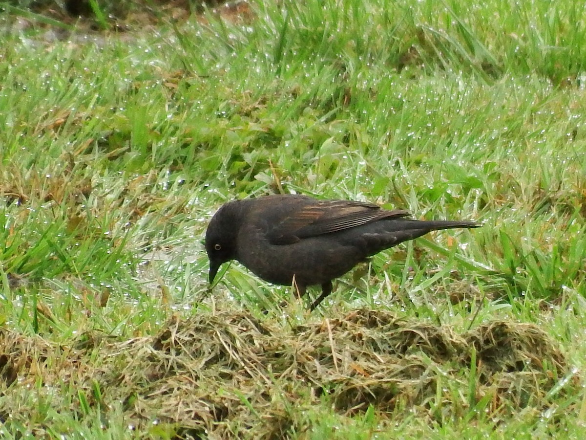 Rusty Blackbird - ML226839091
