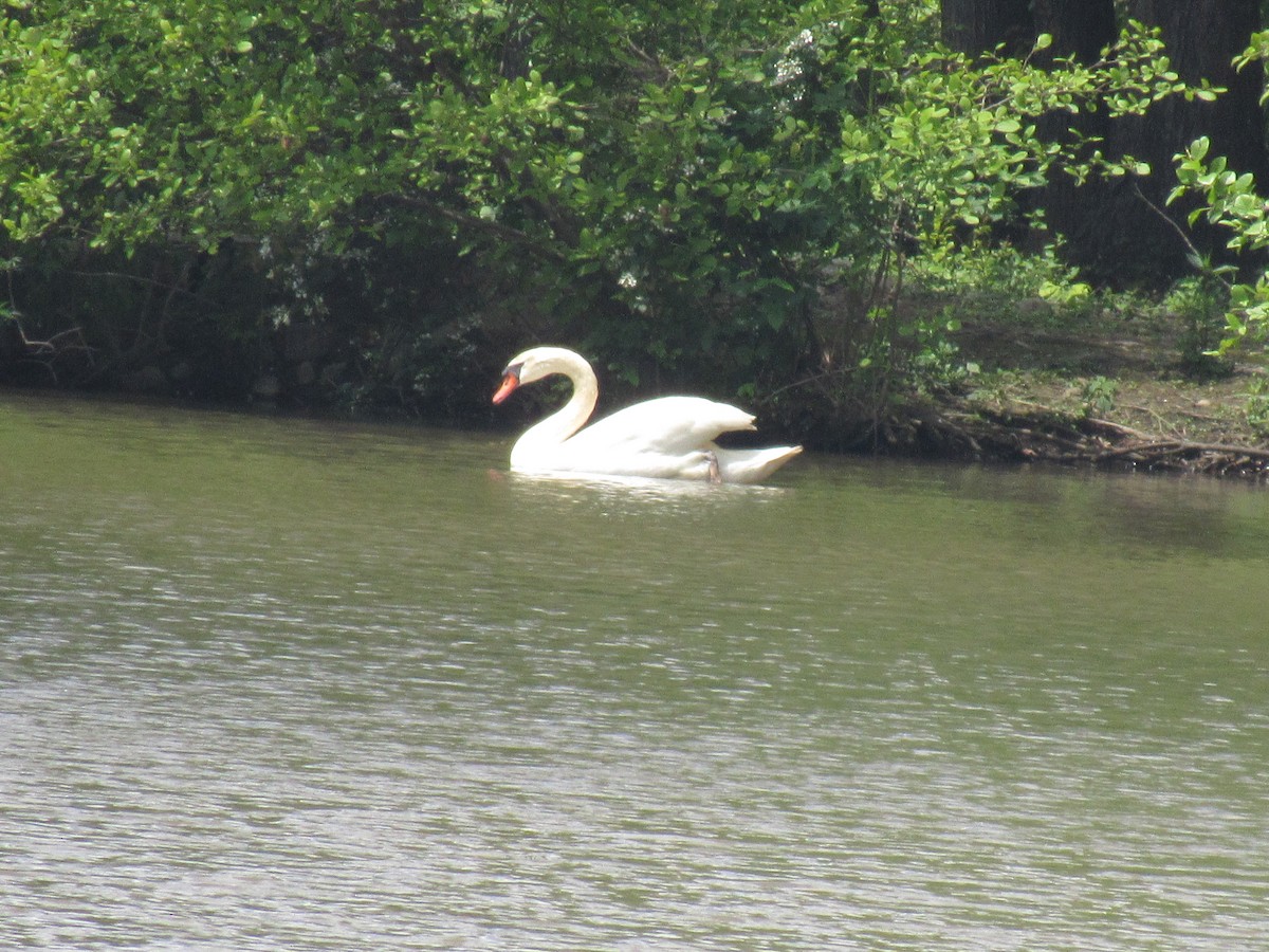 Mute Swan - Faridelle Bondar