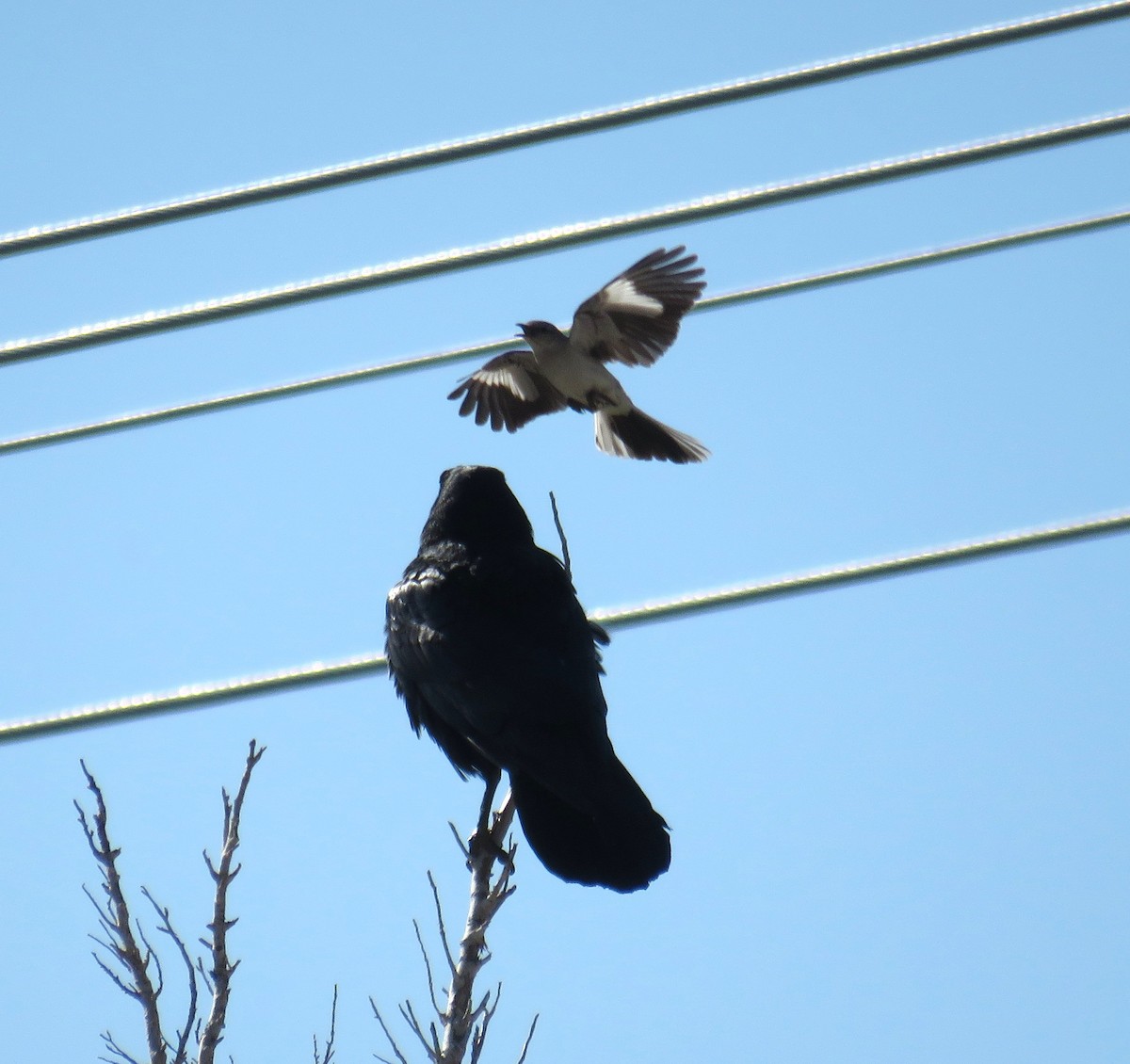 Northern Mockingbird - ML226841021