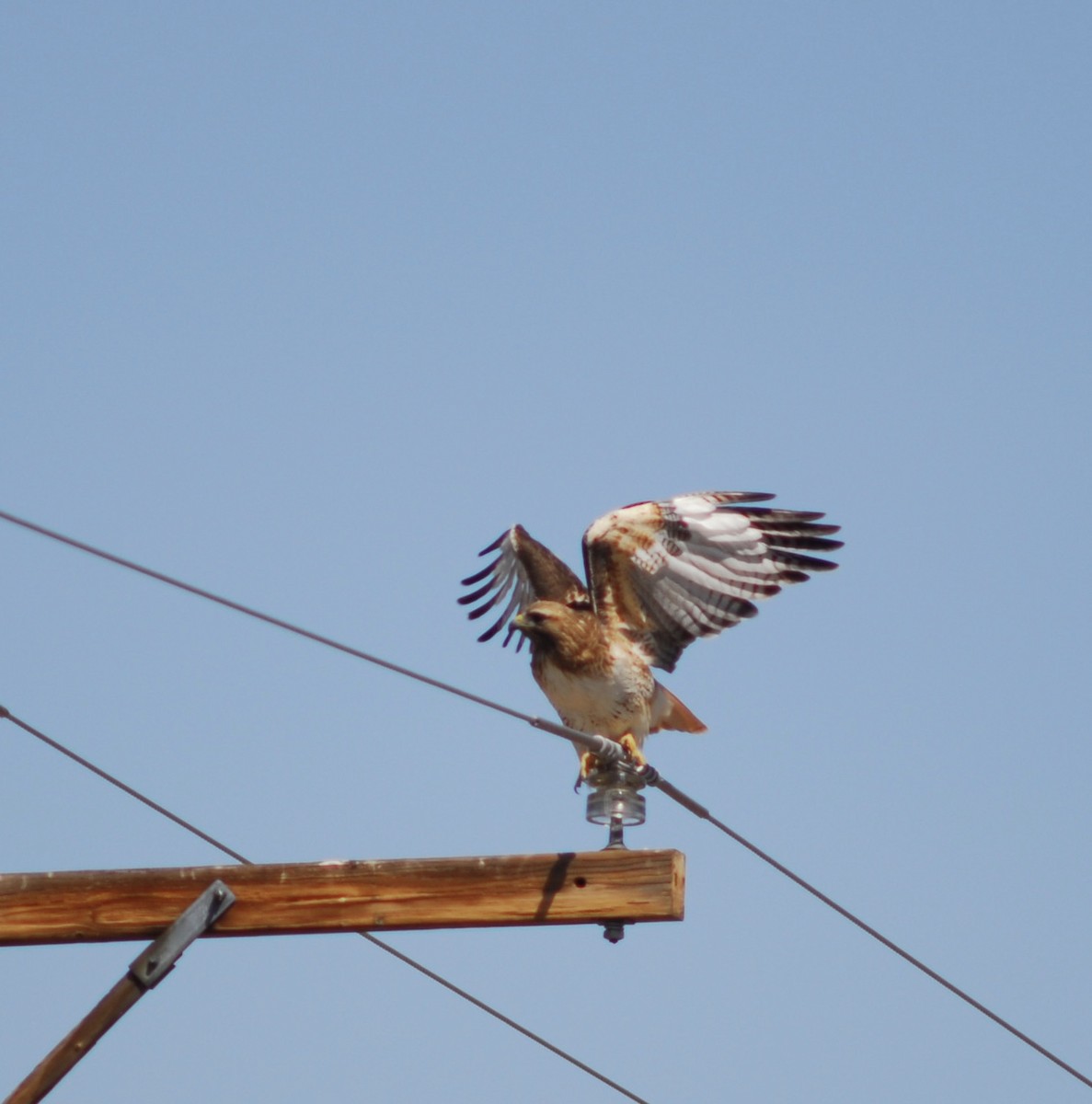 Red-tailed Hawk - ML226841321