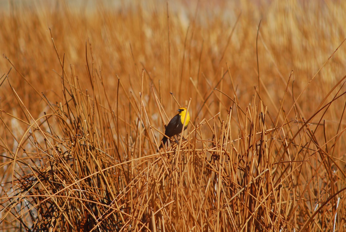 Yellow-headed Blackbird - ML226841981