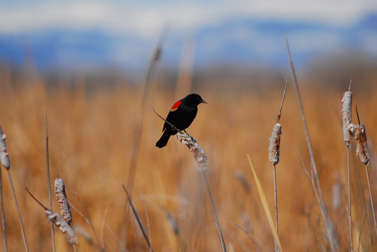 Red-winged Blackbird - ML226842091