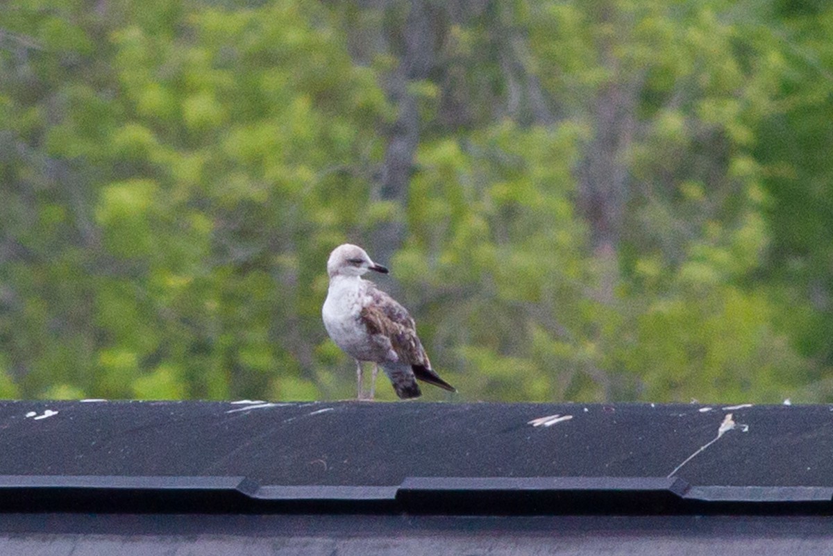 Бэсрэг цахлай - ML226842551