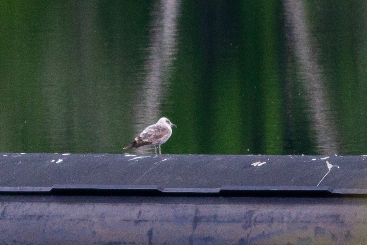 Бэсрэг цахлай - ML226842571