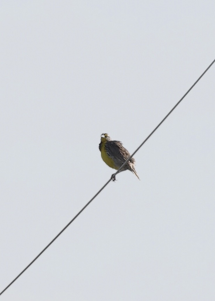 Eastern Meadowlark - ML226842641