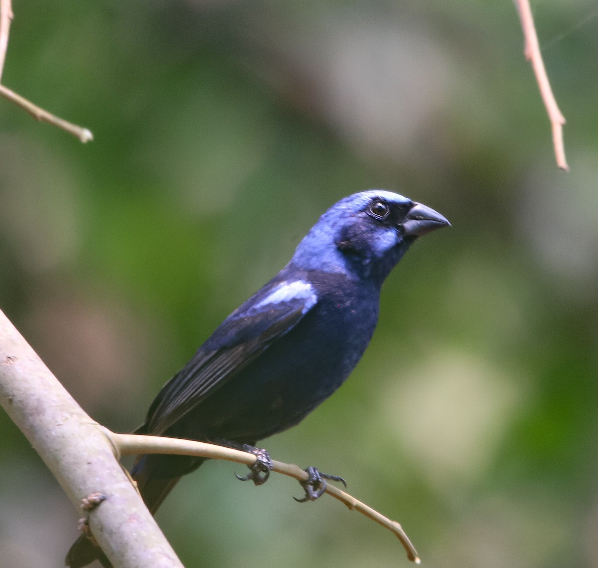 Blue Bunting - Isaias Morataya