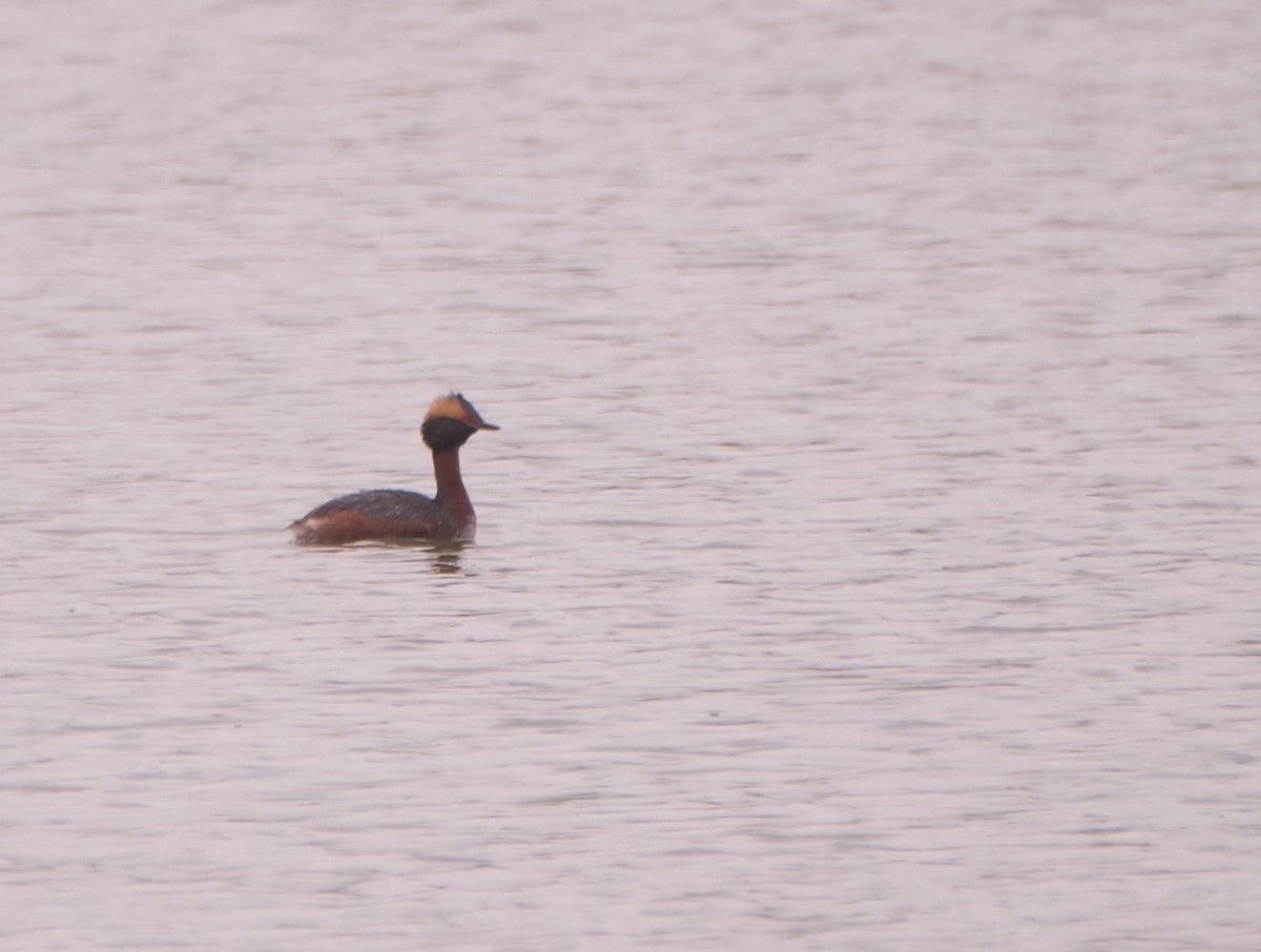 Horned Grebe - ML226843301