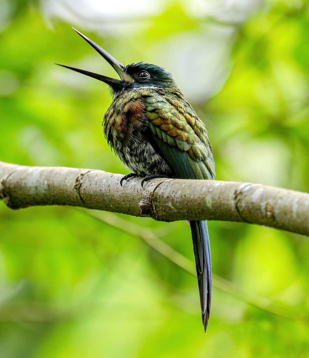 Purplish Jacamar - Susan Mac