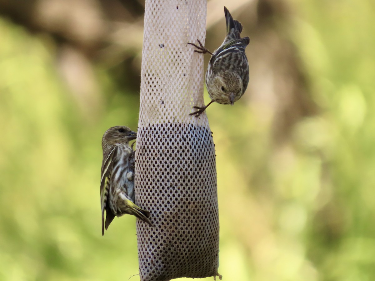 Pine Siskin - ML226844051