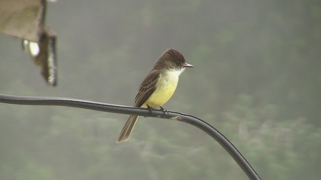 Sad Flycatcher - ML226845311