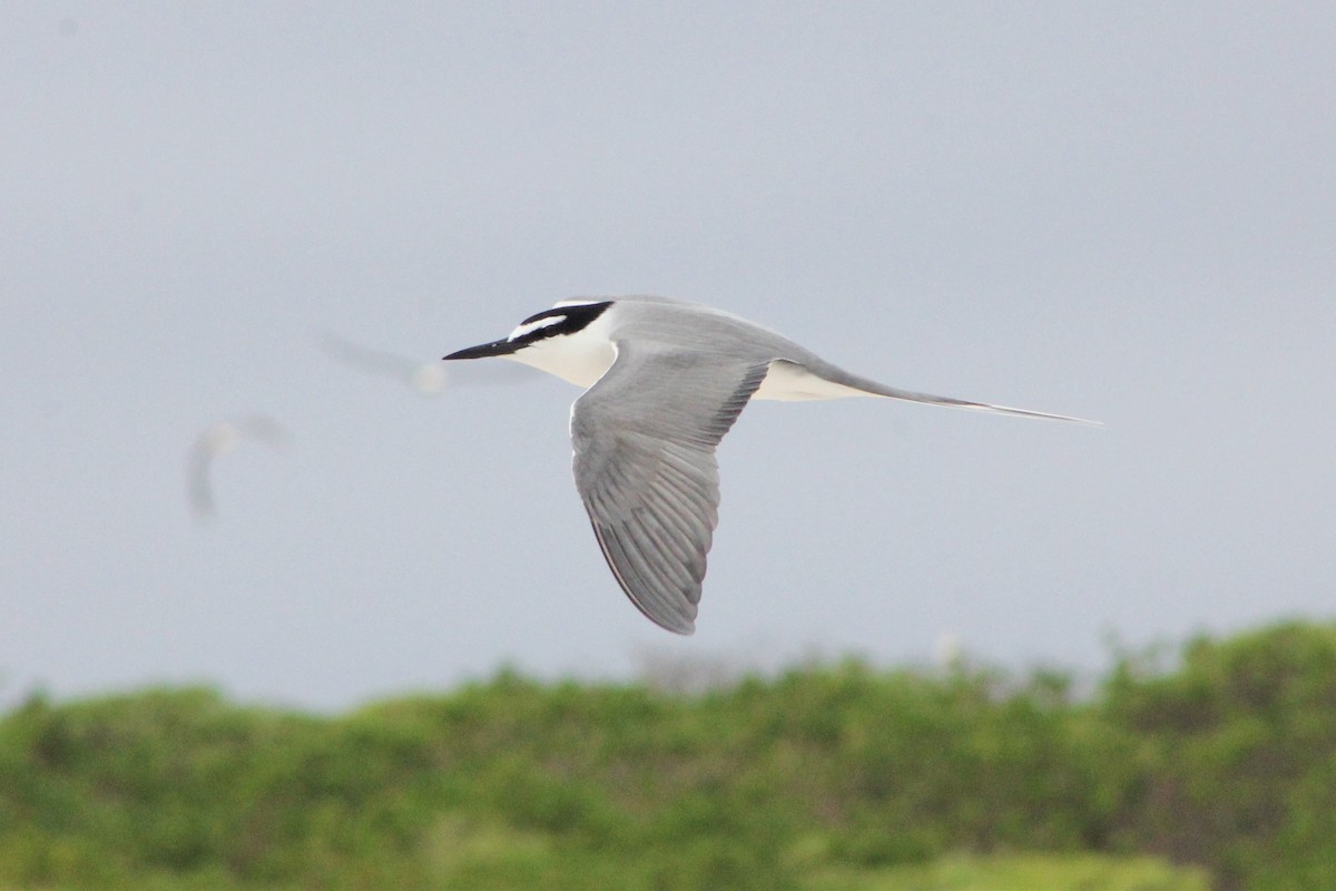 Gray-backed Tern - Will Kennerley