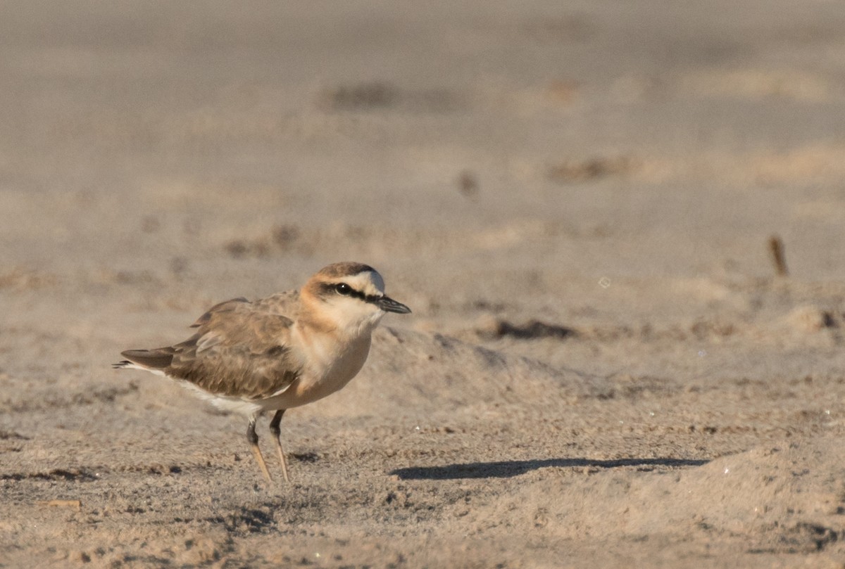 White-fronted Plover - John Sterling