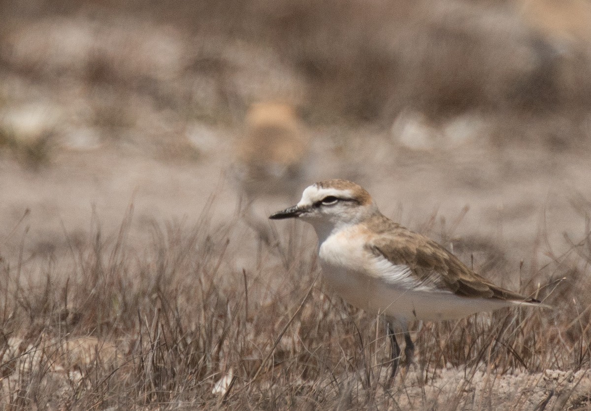 White-fronted Plover - John Sterling