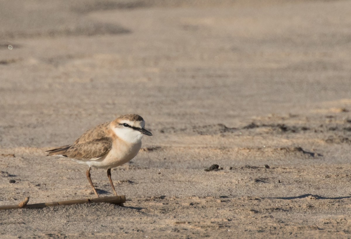 White-fronted Plover - John Sterling