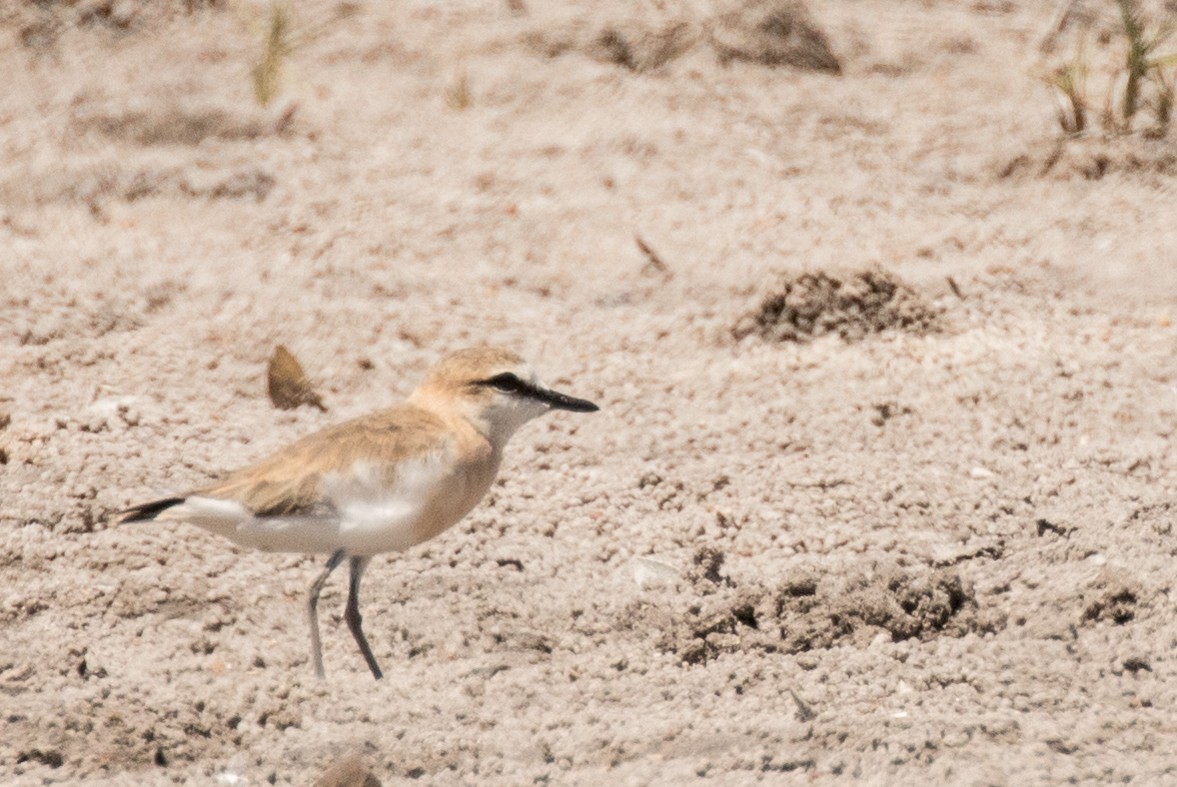 White-fronted Plover - John Sterling