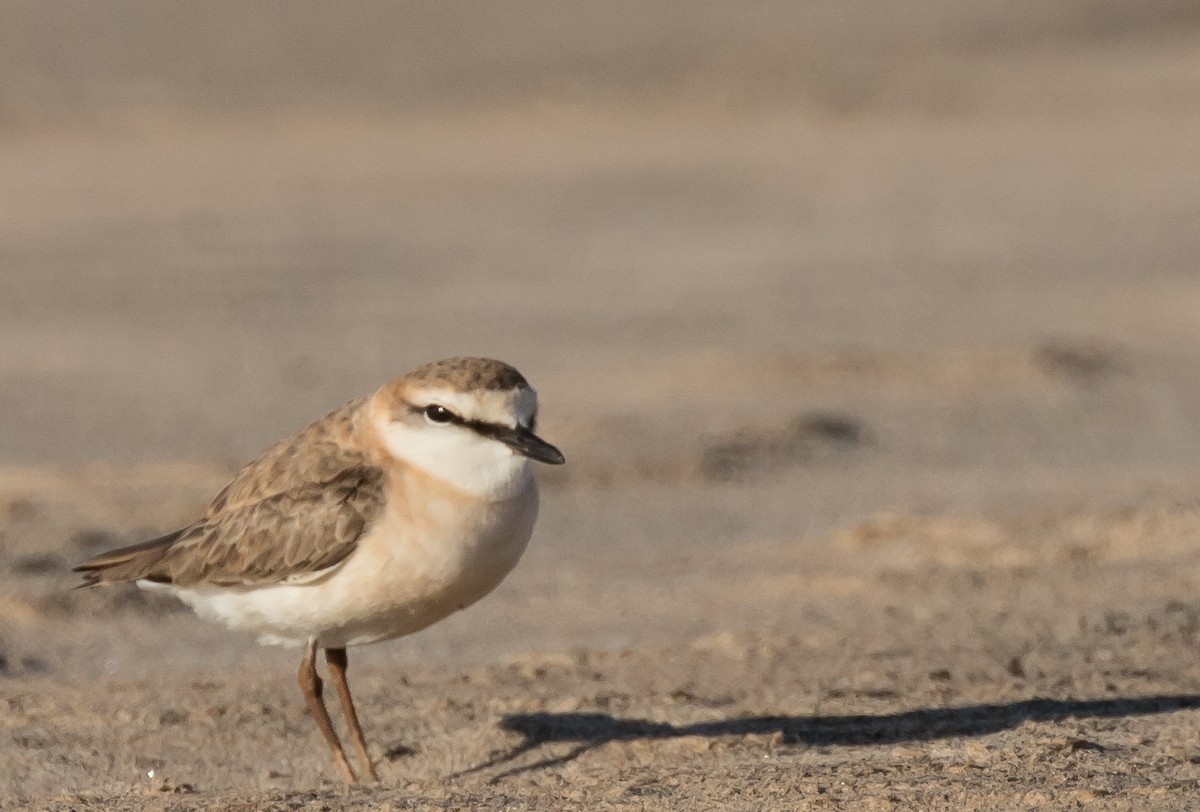 White-fronted Plover - John Sterling