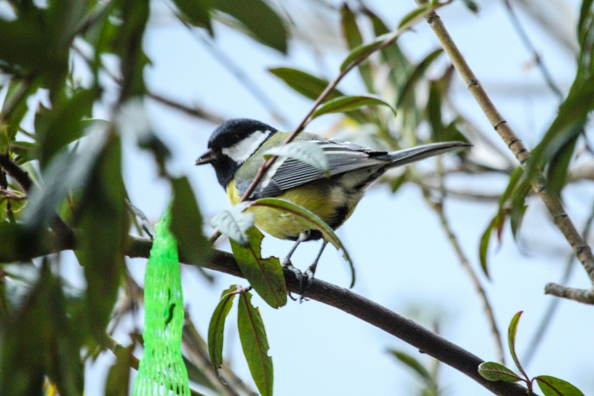 Great Tit - Leonardo Rassu