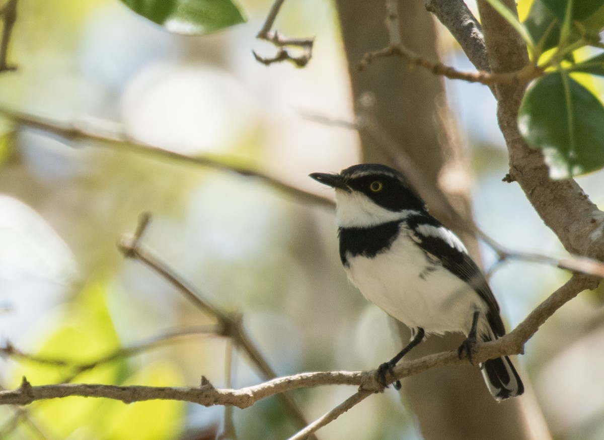 Pale Batis - ML226846711