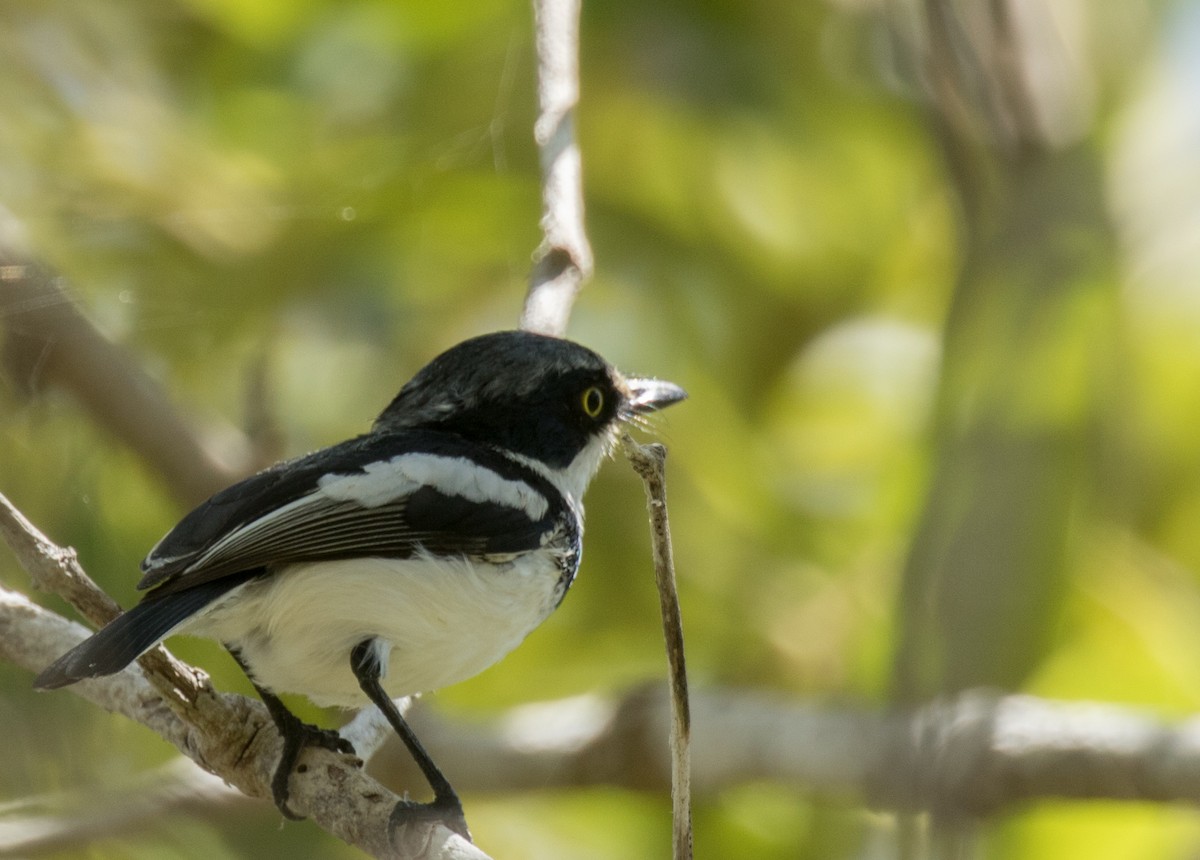 Pale Batis - ML226846761