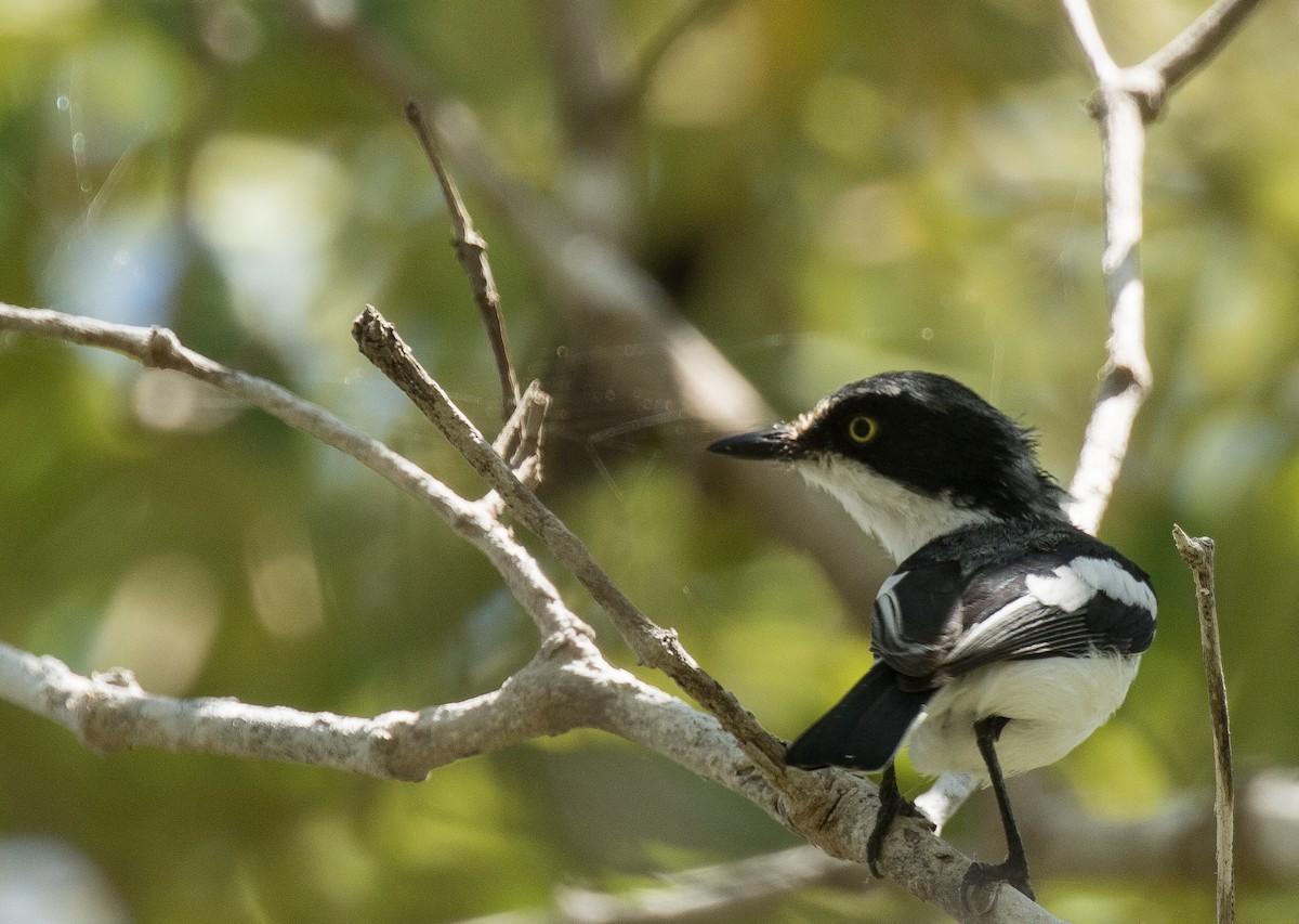 Pale Batis - John Sterling