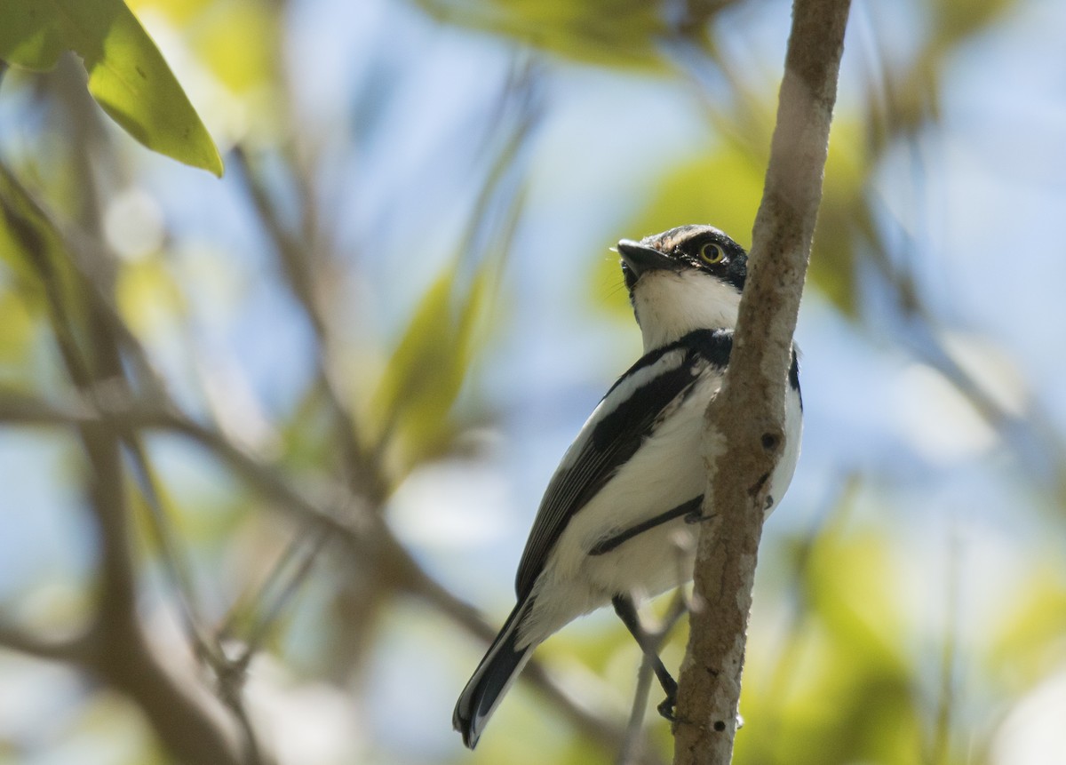 Pale Batis - ML226846811