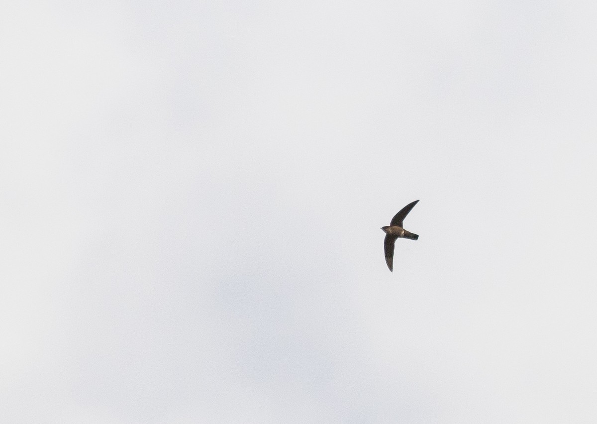 Mottled Spinetail - ML226847421