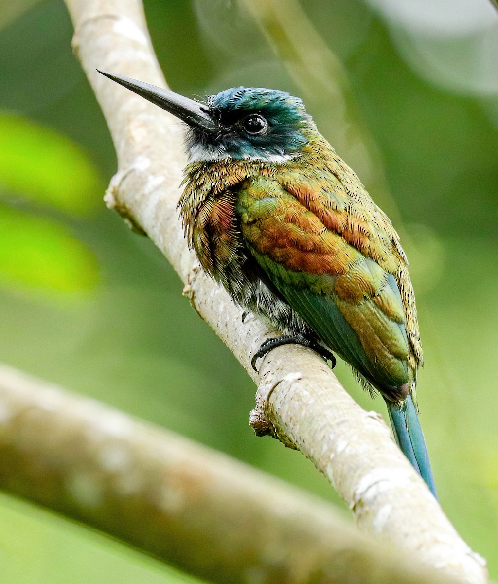 Purplish Jacamar - ML226847481