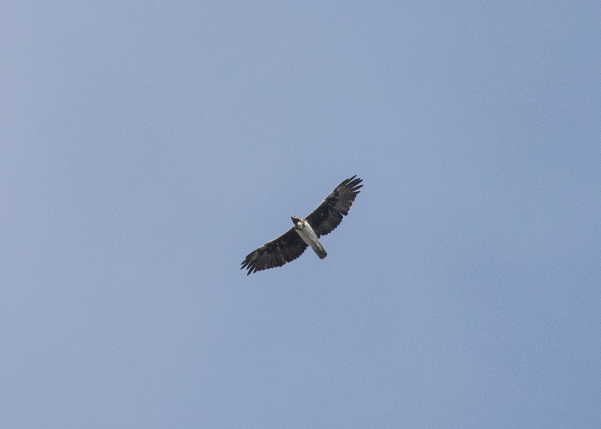 Martial Eagle - John Sterling