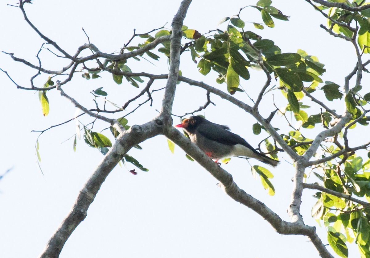 Chestnut-fronted Helmetshrike - ML226847921