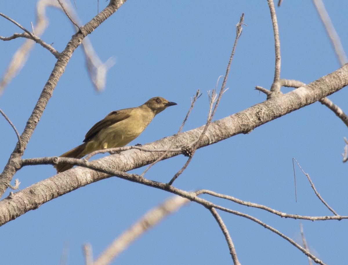 Bulbul Pechiamarillo - ML226847951