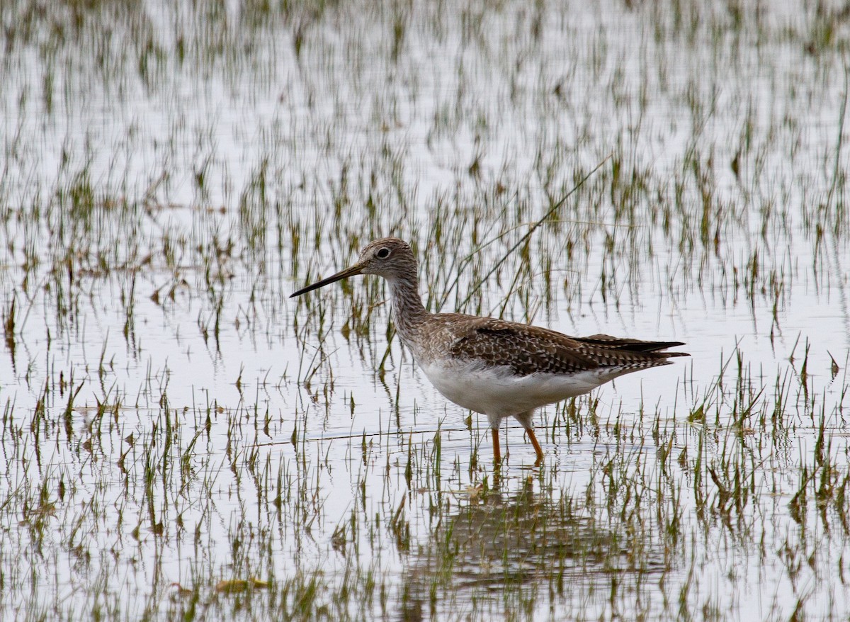 Greater Yellowlegs - ML226849211