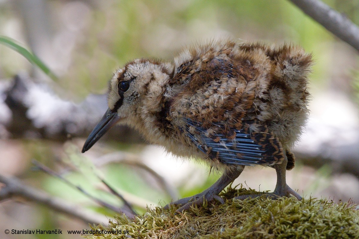 Eurasian Woodcock - ML226849621