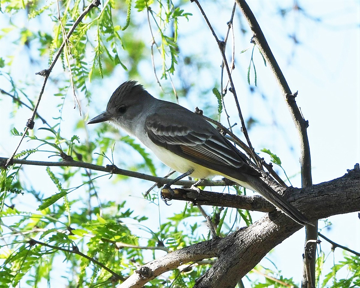 Ash-throated Flycatcher - ML226850251