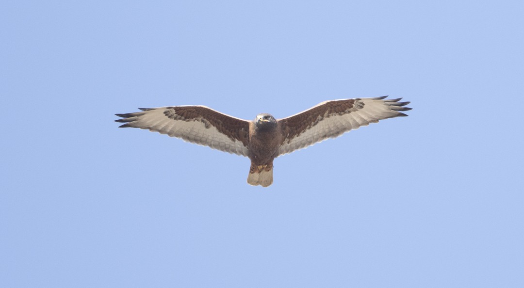 Ferruginous Hawk - Brian Sullivan
