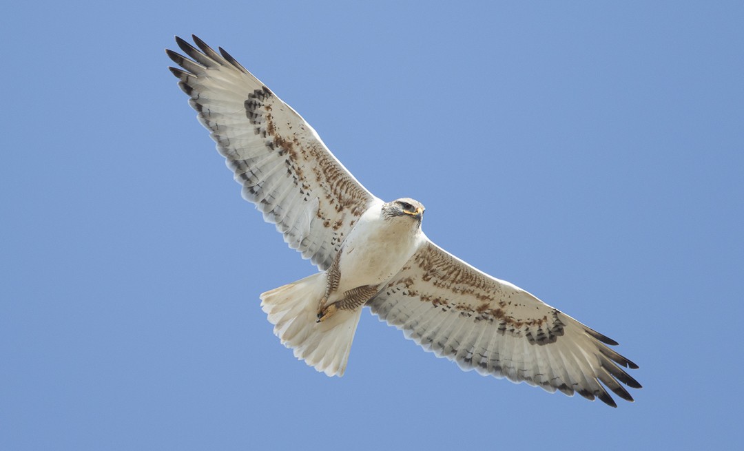 Ferruginous Hawk - Brian Sullivan