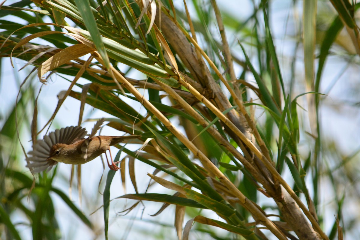 Cetti's Warbler - ML226854801