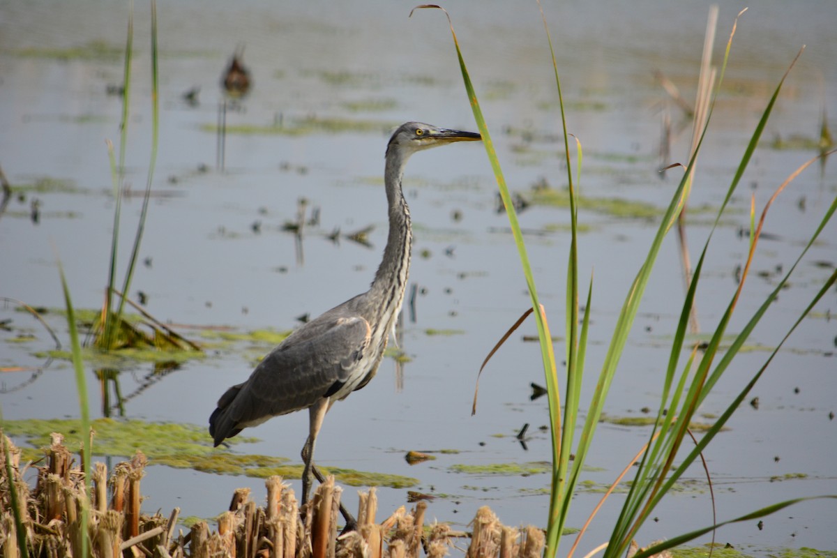 Gray Heron - ML226854891