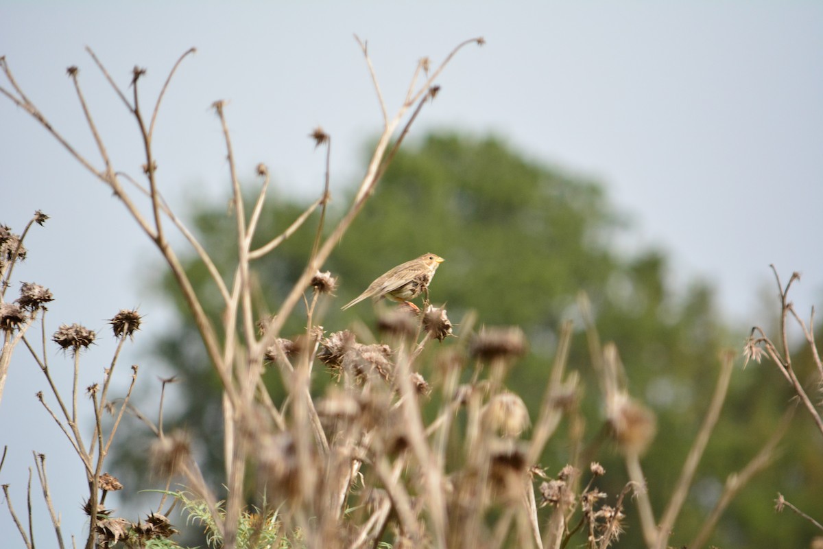 Corn Bunting - ML226855061