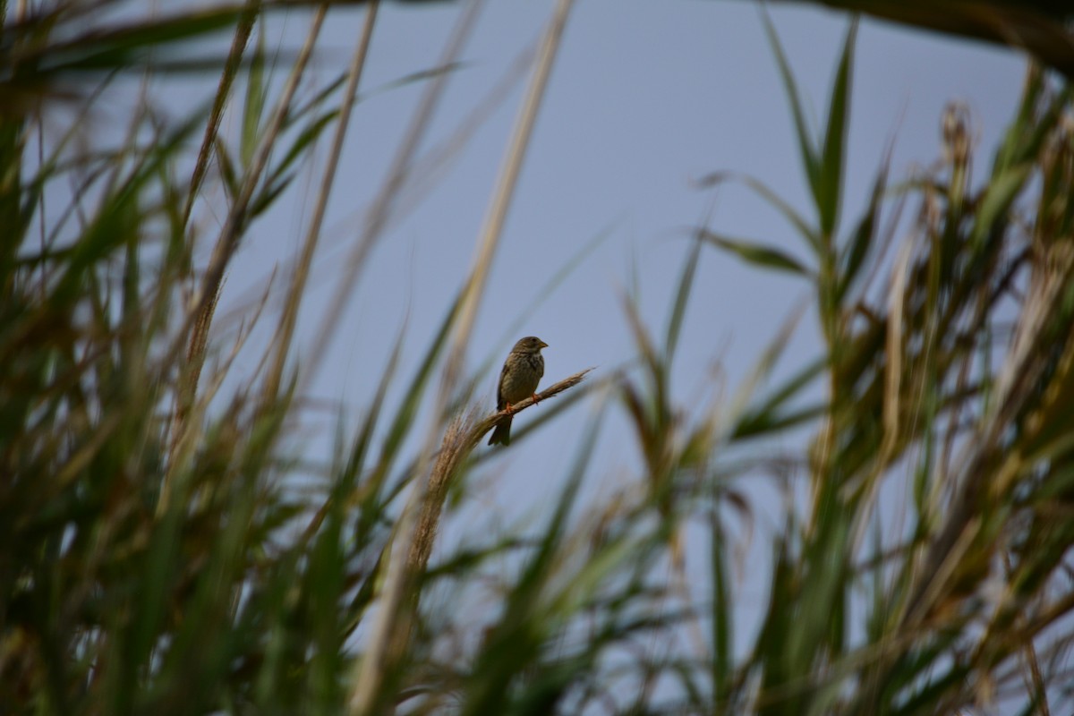 Corn Bunting - ML226855141