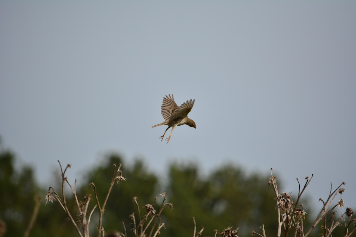 Corn Bunting - ML226855191