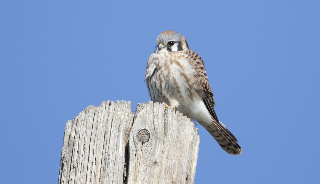 American Kestrel - ML22685521