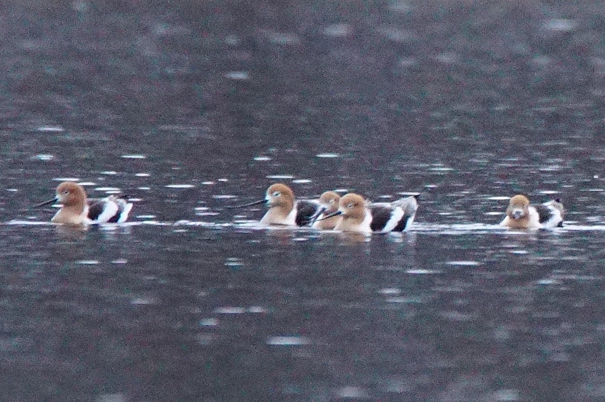 American Avocet - ML226855611