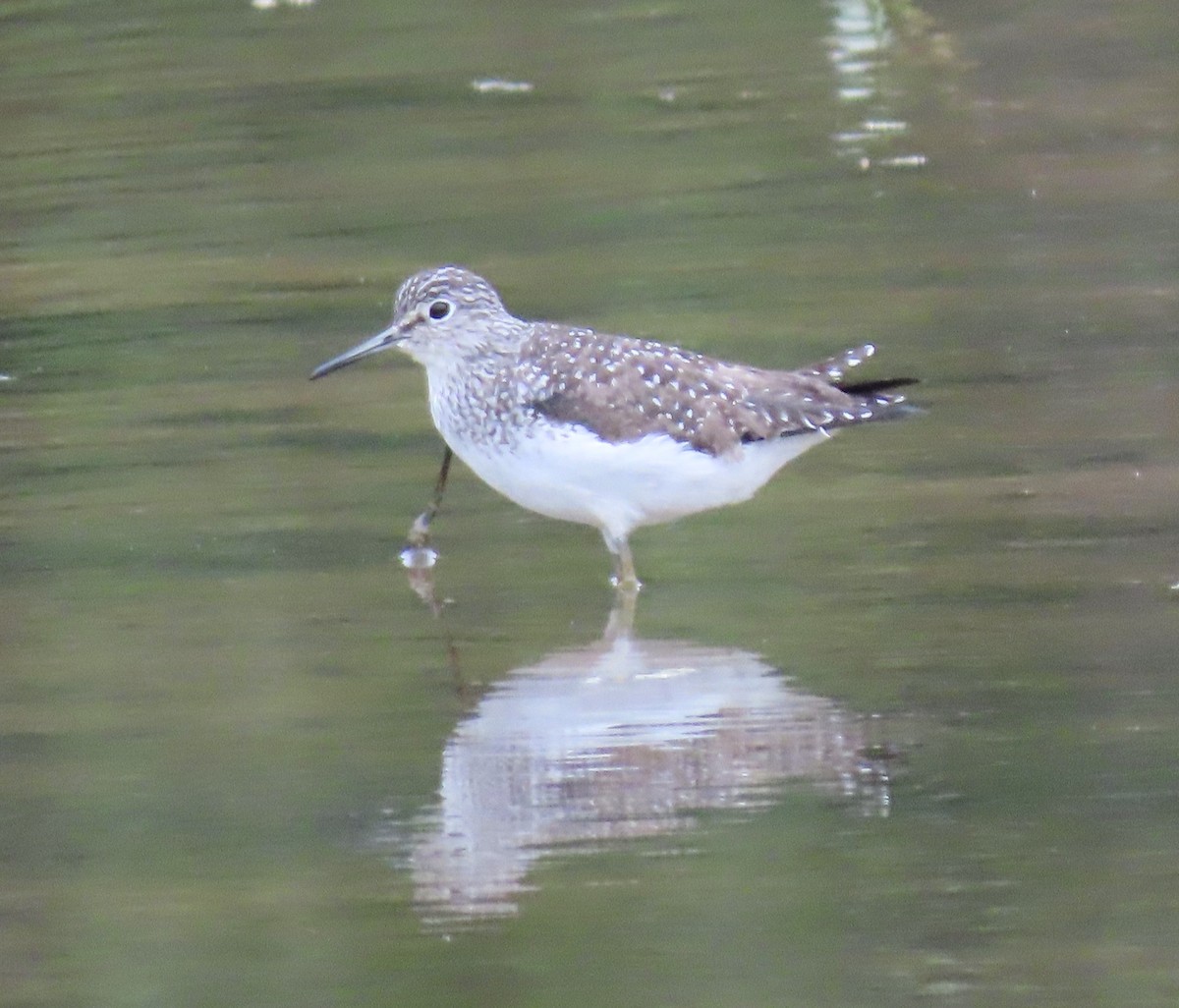 Solitary Sandpiper - ML226855881