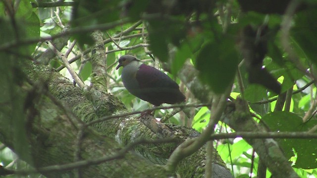 Crested Quail-Dove - ML226857161