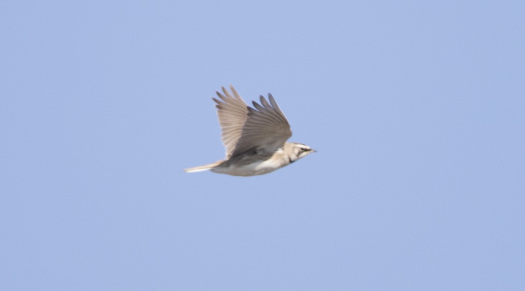 Horned Lark - Brian Sullivan